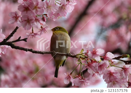 河津桜と蜜を吸うメジロ white-eye sucking cherry honey 河津桜と蜜を吸うメジロ white-eye sucking cherry honey 123157576
