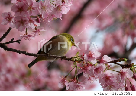 河津桜と枝に憩うメジロ white-eye resting on cherry branch 123157580