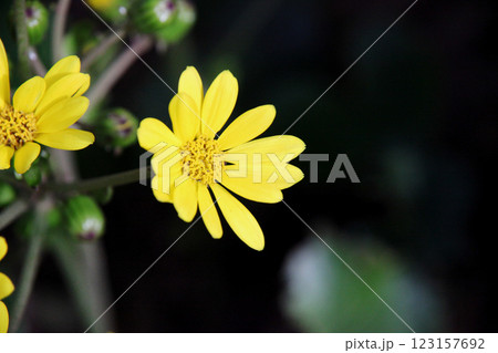 ツワブキの花 123157692