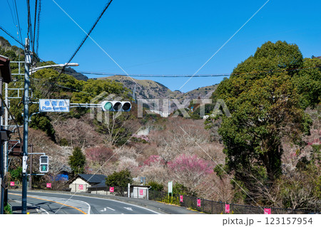 静岡県熱海市 熱海梅園 入場門横交差点 早咲きの梅 静岡県熱海市 熱海梅園 入場門横交差点 早咲きの梅 123157954