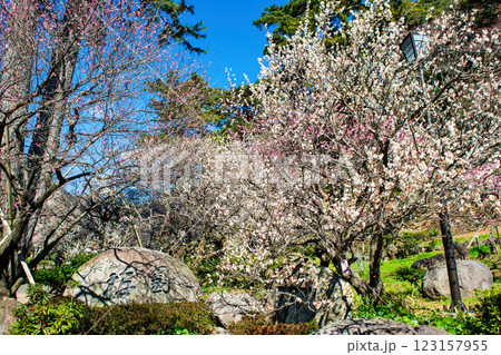 静岡県熱海市　熱海梅園　 梅園石碑の梅林　早咲きの梅 123157955