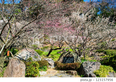 静岡県熱海市　熱海梅園　梅園石碑の梅林　早咲きの梅 123157956