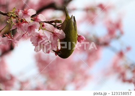 河津桜と蜜を吸うメジロ white-eye sucking cherry honey 123158057