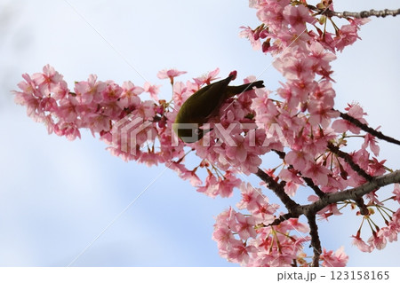 河津桜と蜜を吸うメジロ white-eye sucking cherry honey 123158165