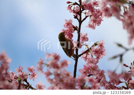 河津桜と蜜を吸うメジロ white-eye sucking cherry honey 123158169