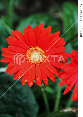 赤いガーベラ 123158173