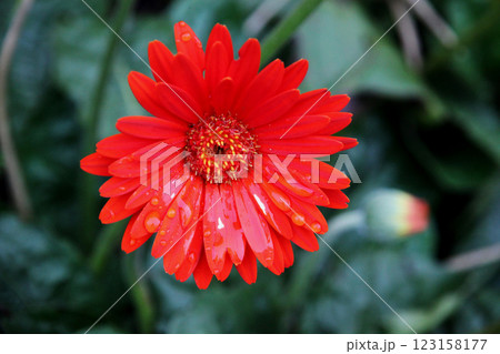赤いガーベラ 123158177