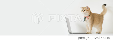 business concept with gold brittish cat costume with necktie and use laptop 123158240