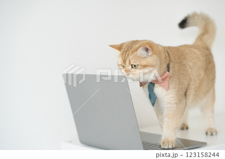 business concept with gold brittish cat costume with necktie and use laptop business concept with gold brittish cat costume with necktie and use laptop 123158244