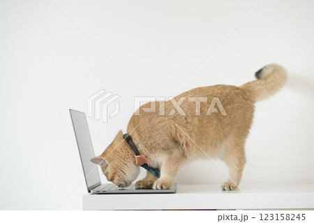 business concept with gold brittish cat costume with necktie and use laptop 123158245