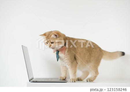 business concept with gold brittish cat costume with necktie and use laptop business concept with gold brittish cat costume with necktie and use laptop 123158246