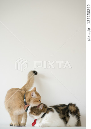 business concept with gold brittish and tabby scottish cat costume with necktie during smell and lick together business concept with gold brittish and tabby scottish cat costume with necktie during smell and lick together 123158249