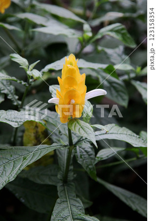 パキスタキス ルテア パキスタキス ルテア 123158354