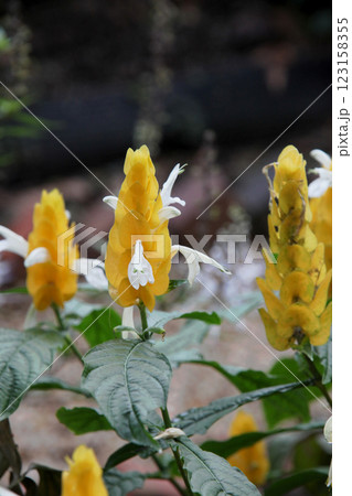 パキスタキス ルテア パキスタキス ルテア 123158355