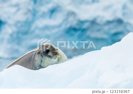 Close-up of a Weddell seal 123158367
