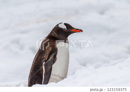 Gentoo colony at Danco Island 123158375