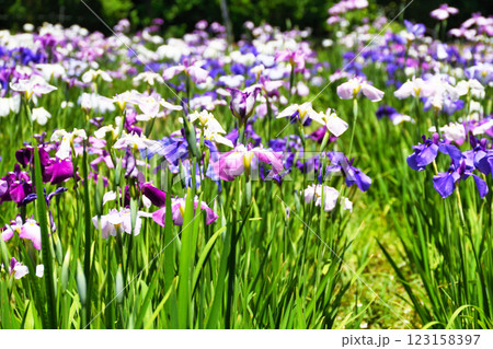 本土寺 美しい花菖蒲(千葉県松戸市) 本土寺 美しい花菖蒲(千葉県松戸市) 123158397
