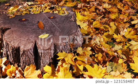 Stump in autumn park Kiev Ukraine 123158407