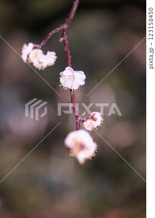 季節の梅の花の写真 123158450