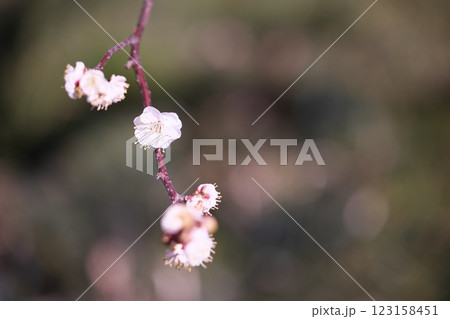 季節の梅の花の写真 123158451