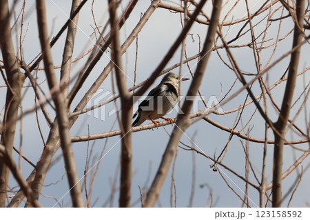 枝にとまるギンムクドリ 123158592