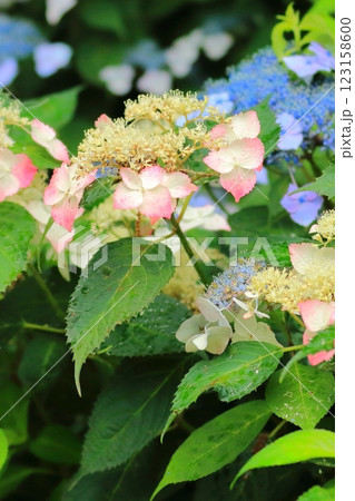 ガク紫陽花 ガク紫陽花 123158600