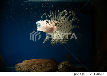 ミノカサゴ　オニオコゼ　カサゴ　Lionfish　泳ぐミノカサゴ　毒魚　虎魚　鬼虎魚　遊離軟条 123158614