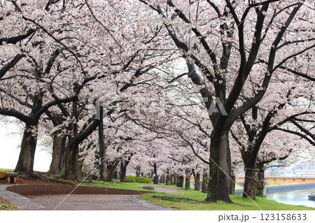 春の荒川赤羽桜堤緑地の桜並木にて（東京都北区） 123158633