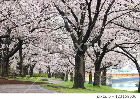 春の荒川赤羽桜堤緑地の桜並木と国際興業バス（東京都北区） 123158636