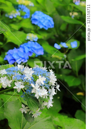 ガク紫陽花 ガク紫陽花 123158711