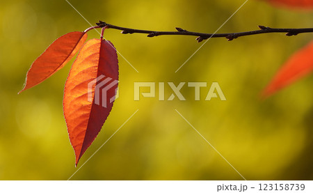 Autumn leaf on a tree branch in sunbeams of light 123158739