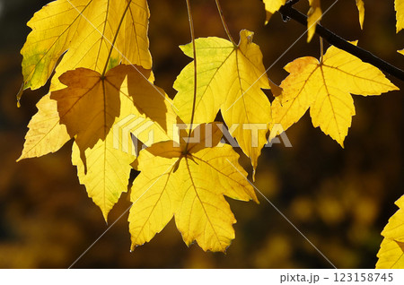Autumn leaf on a tree branch in sunbeams of light Autumn leaf on a tree branch in sunbeams of light 123158745