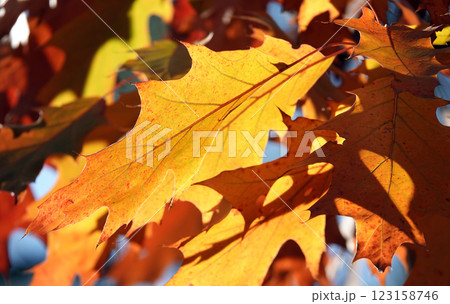 Autumn leaf on a tree branch in sunbeams of light 123158746