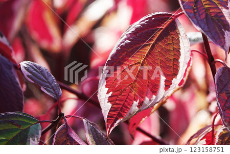 Autumn leaf on a tree branch in sunbeams of light Autumn leaf on a tree branch in sunbeams of light 123158751
