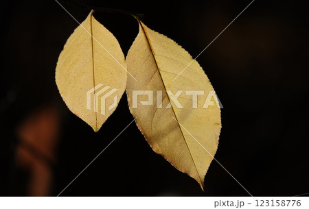 Autumn leaf on a tree branch in sunbeams of light Autumn leaf on a tree branch in sunbeams of light 123158776