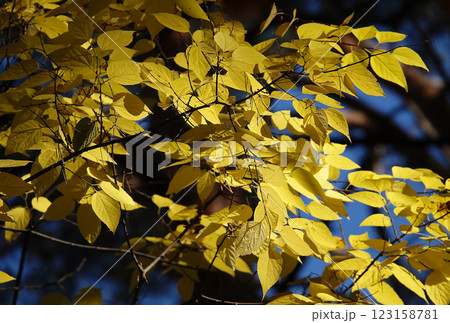 Autumn leaf on a tree branch in sunbeams of light 123158781