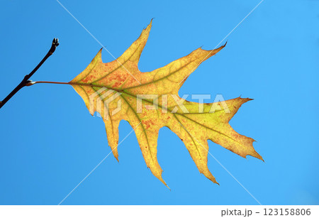 Autumn leaves on oak branches glow in the sunlight 123158806