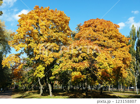 Yellow autumn leaves on tree branches against a blue sky Yellow autumn leaves on tree branches against a blue sky 123158807