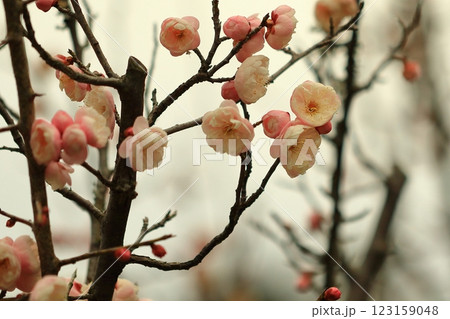 咲き始めた梅の花 咲き始めた梅の花 123159048