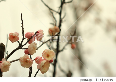 咲き始めた梅の花 123159049