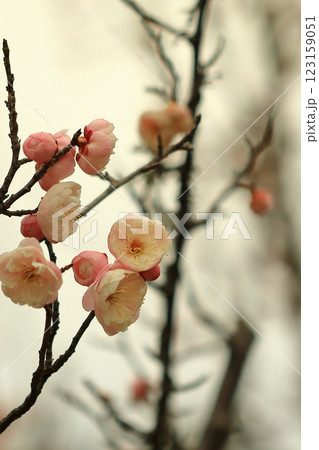 咲き始めた梅の花 咲き始めた梅の花 123159051
