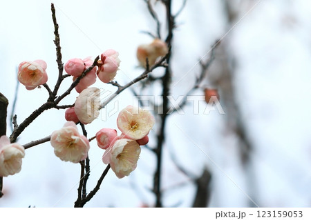 咲き始めた梅の花 咲き始めた梅の花 123159053