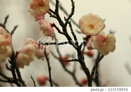 咲き始めた梅の花 咲き始めた梅の花 123159058