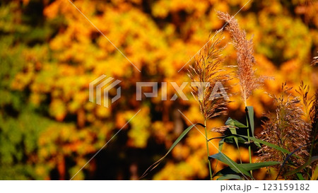 The bulrushes against the background of red, yellow and green trees 123159182