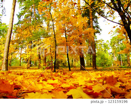 Autumn tree with yellow leaves Autumn tree with yellow leaves 123159196