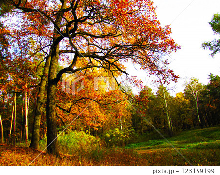 Autumn tree with yellow leaves Autumn tree with yellow leaves 123159199