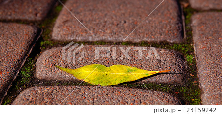 Autumn leaf on the road in the form of lips - autumn kiss 123159242