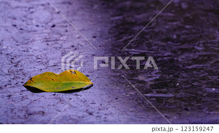 Sad autumn leaf on dark marble Sad autumn leaf on dark marble 123159247