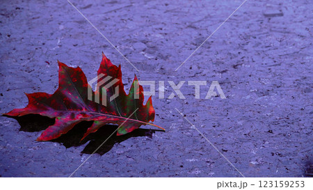 Sad autumn leaf on dark marble 123159253