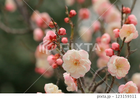 咲き始めた梅の花 123159311